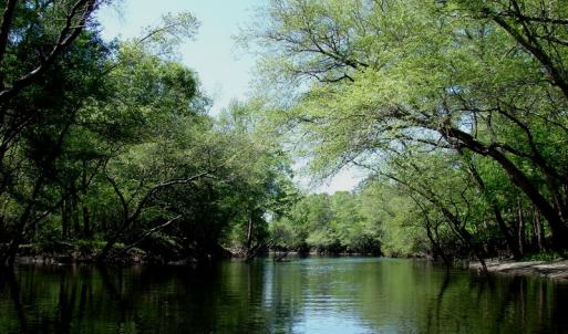 Photo of SOLD!  337 Acres of Hunting Land For Sale in Columbus County NC!