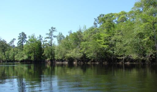 Photo of SOLD!  337 Acres of Hunting Land For Sale in Columbus County NC!