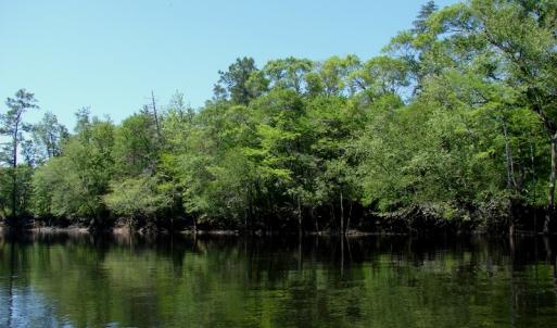 Photo of SOLD!  337 Acres of Hunting Land For Sale in Columbus County NC!
