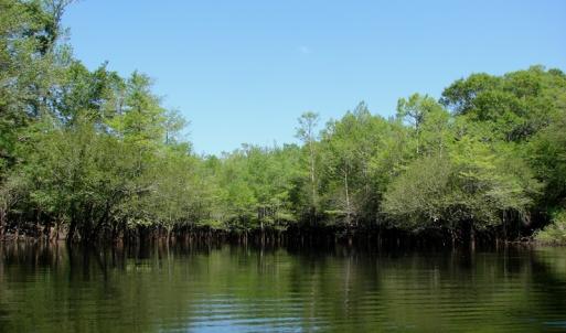 Photo of SOLD!  337 Acres of Hunting Land For Sale in Columbus County NC!