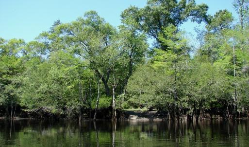 Photo of SOLD!  337 Acres of Hunting Land For Sale in Columbus County NC!