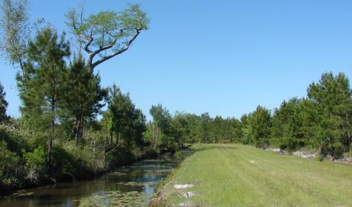 Photo of SOLD!  337 Acres of Hunting Land For Sale in Columbus County NC!