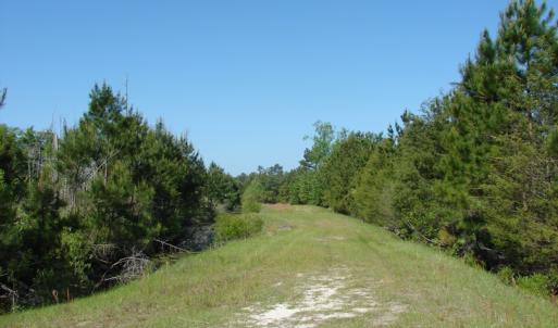 Photo of SOLD!  337 Acres of Hunting Land For Sale in Columbus County NC!