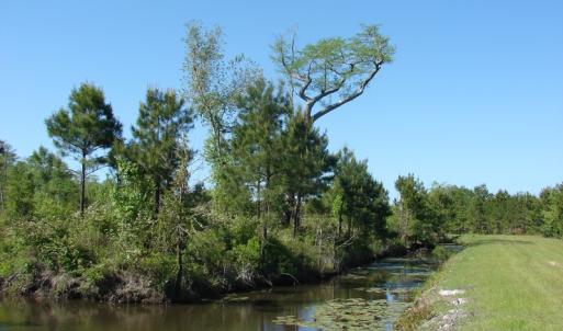 Photo of SOLD!  337 Acres of Hunting Land For Sale in Columbus County NC!