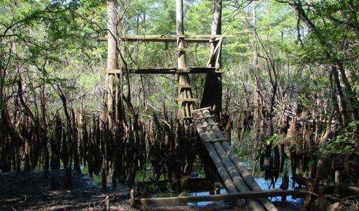 Photo of SOLD!  337 Acres of Hunting Land For Sale in Columbus County NC!