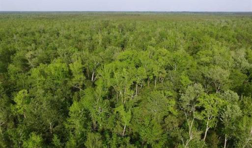 Photo of SOLD!!  283.83 Acres of Hunting and Timber Land For Sale In Pamlico County NC!