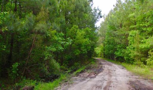 Photo of SOLD!!  283.83 Acres of Hunting and Timber Land For Sale In Pamlico County NC!