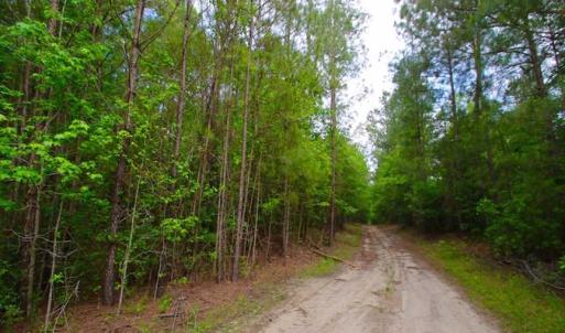 Photo of SOLD!!  283.83 Acres of Hunting and Timber Land For Sale In Pamlico County NC!