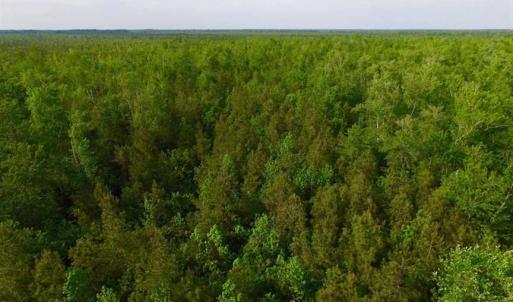 Photo of SOLD!!  283.83 Acres of Hunting and Timber Land For Sale In Pamlico County NC!