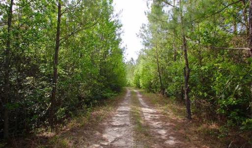 Photo of SOLD!!  283.83 Acres of Hunting and Timber Land For Sale In Pamlico County NC!