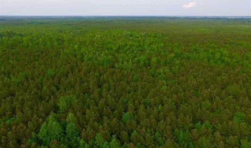 Photo of SOLD!!  283.83 Acres of Hunting and Timber Land For Sale In Pamlico County NC!