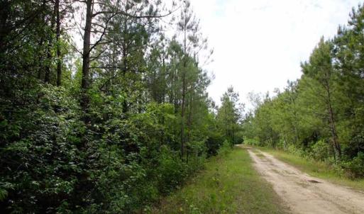 Photo of SOLD!!  283.83 Acres of Hunting and Timber Land For Sale In Pamlico County NC!