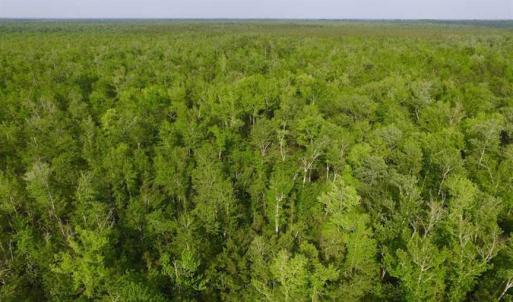 Photo of SOLD!!  283.83 Acres of Hunting and Timber Land For Sale In Pamlico County NC!