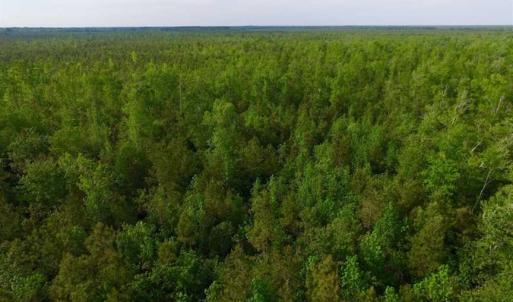 Photo of SOLD!!  283.83 Acres of Hunting and Timber Land For Sale In Pamlico County NC!