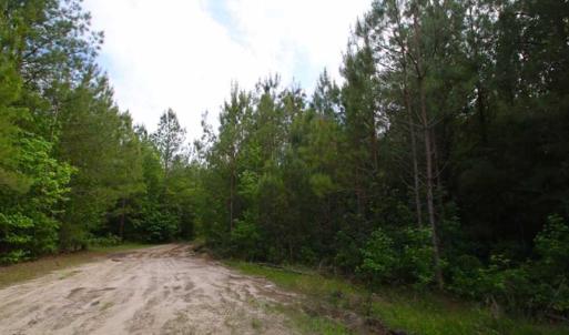 Photo of SOLD!!  283.83 Acres of Hunting and Timber Land For Sale In Pamlico County NC!