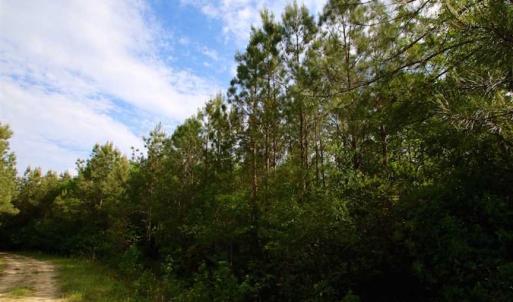 Photo of SOLD!!  283.83 Acres of Hunting and Timber Land For Sale In Pamlico County NC!