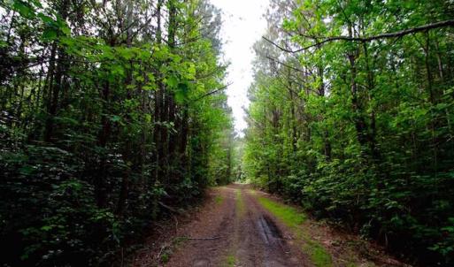 Photo of SOLD!!  283.83 Acres of Hunting and Timber Land For Sale In Pamlico County NC!