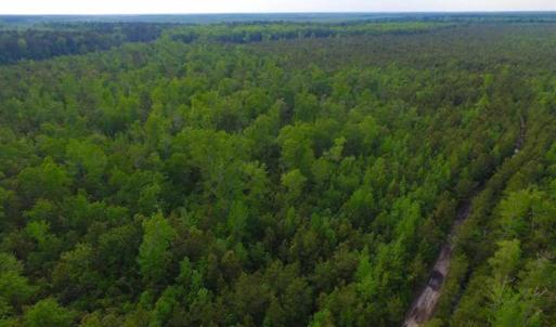 Photo of SOLD!!  283.83 Acres of Hunting and Timber Land For Sale In Pamlico County NC!