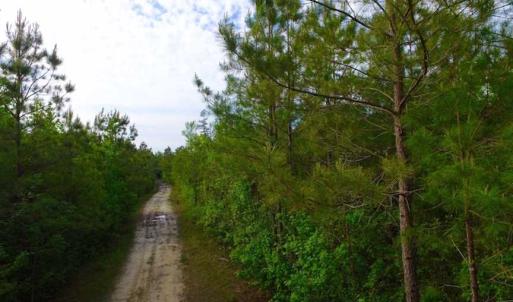 Photo of SOLD!!  283.83 Acres of Hunting and Timber Land For Sale In Pamlico County NC!