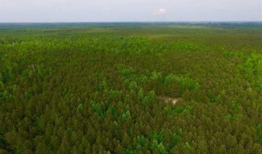 Photo of SOLD!!  283.83 Acres of Hunting and Timber Land For Sale In Pamlico County NC!