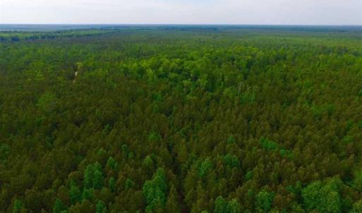 Photo of SOLD!!  283.83 Acres of Hunting and Timber Land For Sale In Pamlico County NC!