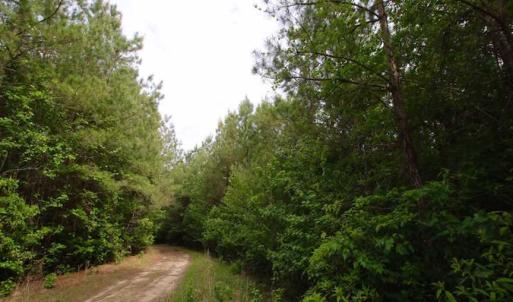 Photo of SOLD!!  283.83 Acres of Hunting and Timber Land For Sale In Pamlico County NC!