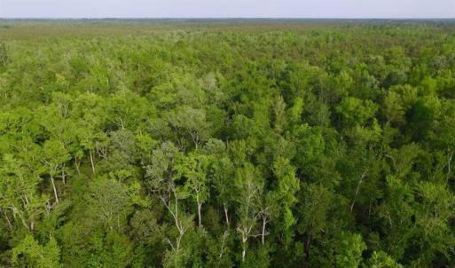 Photo of SOLD!!  283.83 Acres of Hunting and Timber Land For Sale In Pamlico County NC!
