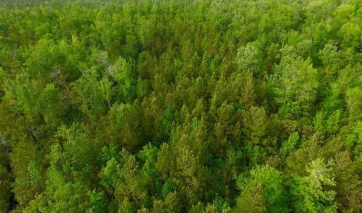 Photo of SOLD!!  283.83 Acres of Hunting and Timber Land For Sale In Pamlico County NC!