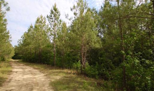 Photo of SOLD!!  283.83 Acres of Hunting and Timber Land For Sale In Pamlico County NC!