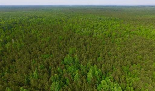 Photo of SOLD!!  283.83 Acres of Hunting and Timber Land For Sale In Pamlico County NC!