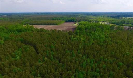 Photo of SOLD!!  283.83 Acres of Hunting and Timber Land For Sale In Pamlico County NC!