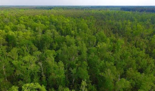 Photo of SOLD!!  283.83 Acres of Hunting and Timber Land For Sale In Pamlico County NC!