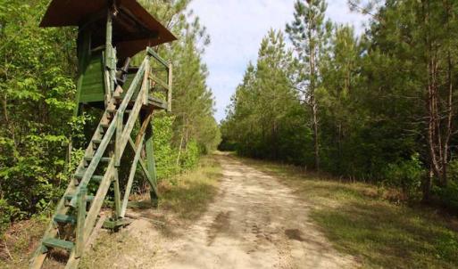 Photo of SOLD!!  283.83 Acres of Hunting and Timber Land For Sale In Pamlico County NC!