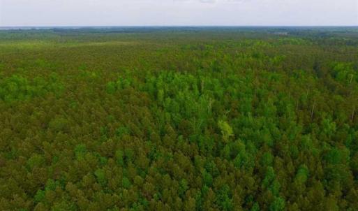 Photo of SOLD!!  283.83 Acres of Hunting and Timber Land For Sale In Pamlico County NC!