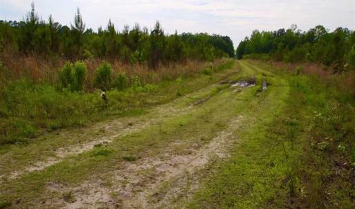 Photo of SOLD!!  283.83 Acres of Hunting and Timber Land For Sale In Pamlico County NC!