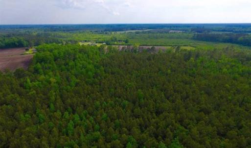 Photo of SOLD!!  283.83 Acres of Hunting and Timber Land For Sale In Pamlico County NC!