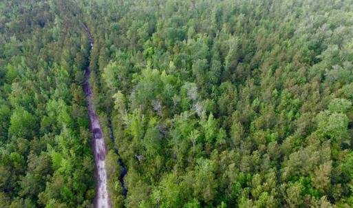 Photo of SOLD!!  283.83 Acres of Hunting and Timber Land For Sale In Pamlico County NC!