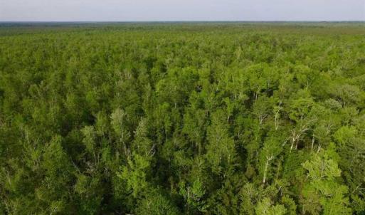 Photo of SOLD!!  283.83 Acres of Hunting and Timber Land For Sale In Pamlico County NC!