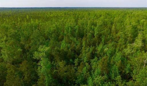 Photo of SOLD!!  283.83 Acres of Hunting and Timber Land For Sale In Pamlico County NC!