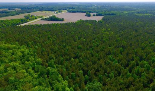 Photo of REDUCED!  443.3 Acres of Farm and Timber Land For Sale In Pamlico County NC!