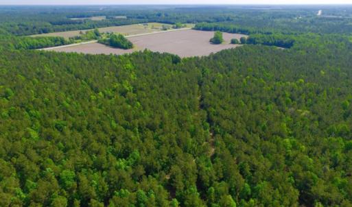 Photo of REDUCED!  443.3 Acres of Farm and Timber Land For Sale In Pamlico County NC!