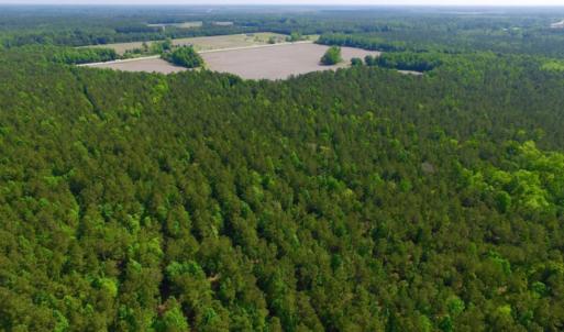Photo of REDUCED!  443.3 Acres of Farm and Timber Land For Sale In Pamlico County NC!