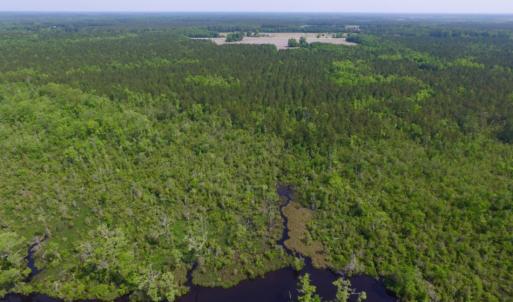 Photo of REDUCED!  443.3 Acres of Farm and Timber Land For Sale In Pamlico County NC!