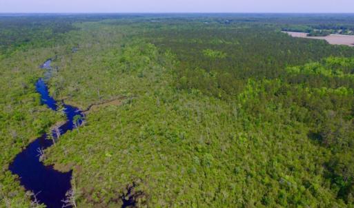 Photo of REDUCED!  443.3 Acres of Farm and Timber Land For Sale In Pamlico County NC!