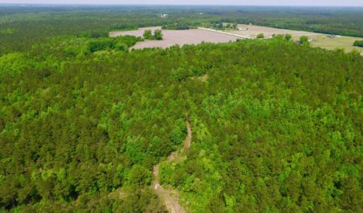 Photo of REDUCED!  443.3 Acres of Farm and Timber Land For Sale In Pamlico County NC!