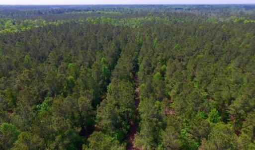 Photo of REDUCED!  443.3 Acres of Farm and Timber Land For Sale In Pamlico County NC!