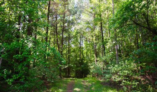 Photo of REDUCED!  443.3 Acres of Farm and Timber Land For Sale In Pamlico County NC!