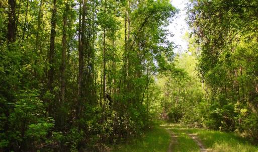Photo of REDUCED!  443.3 Acres of Farm and Timber Land For Sale In Pamlico County NC!