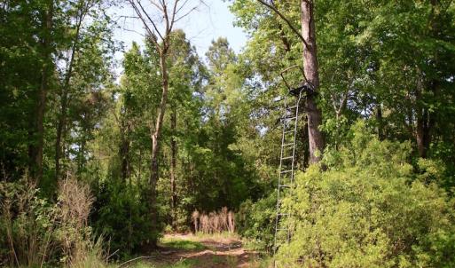 Photo of REDUCED!  443.3 Acres of Farm and Timber Land For Sale In Pamlico County NC!