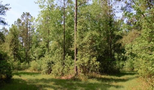 Photo of REDUCED!  443.3 Acres of Farm and Timber Land For Sale In Pamlico County NC!